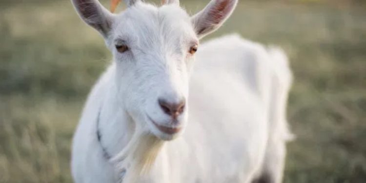 «Τι κάνεις εκεί ρε;», «Αυτό που βλέπεις»-Σύλληψη για ασέλγεια σε κατσίκα στο Μενίδι