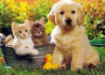 Γάτες και σκύλοι κολλάνε εύκολα κορονοϊό από τους ιδιοκτήτες τους