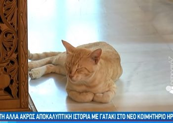 Γατάκι στην Κρήτη δίνει το «παρών» στις κηδείες και συμπάσχει με τον πόνο των συγγενών[video]