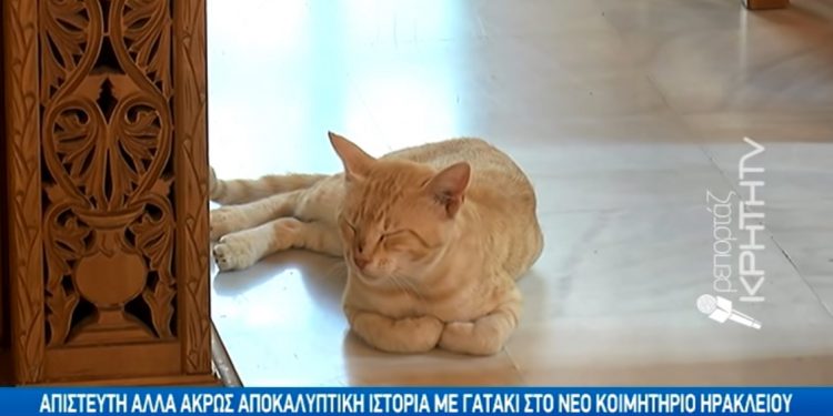 Γατάκι στην Κρήτη δίνει το «παρών» στις κηδείες και συμπάσχει με τον πόνο των συγγενών[video]