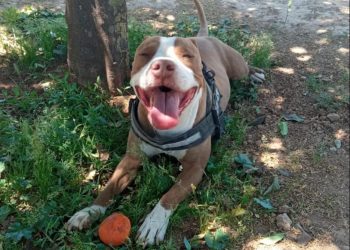 Γαλάτσι: «Ο αστυνομικός δολοφόνησε εν ψυχρώ τον σκύλο μου», ισχυρίζεται η ιδιοκτήτρια του ζώου