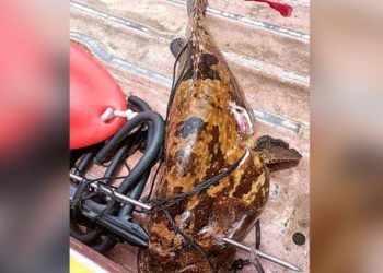 Τραγικό τέλος για 31χρονο ψαροτουφεκά στις Φιλιππίνες-«Παγιδεύτηκε» από μεγάλο ροφό[Σκληρή Εικόνα]