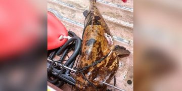 Τραγικό τέλος για 31χρονο ψαροτουφεκά στις Φιλιππίνες-«Παγιδεύτηκε» από μεγάλο ροφό[Σκληρή Εικόνα]