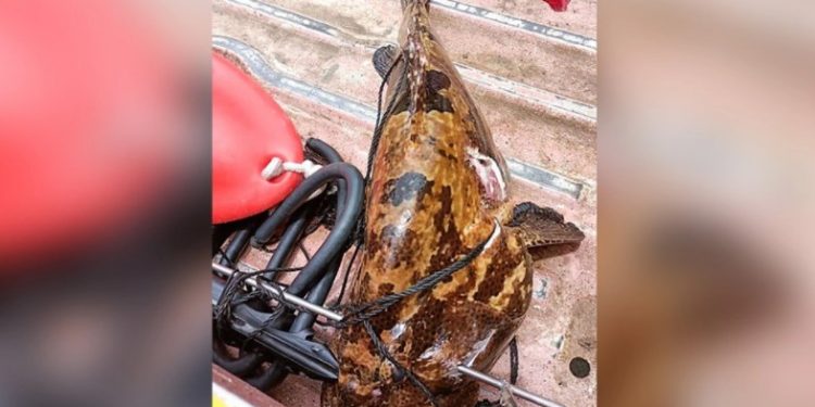 Τραγικό τέλος για 31χρονο ψαροτουφεκά στις Φιλιππίνες-«Παγιδεύτηκε» από μεγάλο ροφό[Σκληρή Εικόνα]