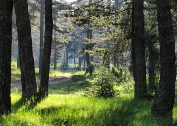 Φωτιά: Τι κάνει τα ατέλειωτα βουνά της Βουλγαρίας να μην καίγονται όπως της Ελλάδας