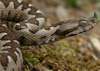 Οχιά δάγκωσε εννιάχρονο κοριτσάκι-Νοσηλεύεται στο Νοσοκομείο