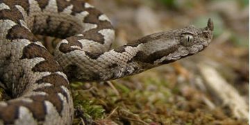 Alldaynews.gr Οχιά δάγκωσε εννιάχρονο κοριτσάκι-Νοσηλεύεται στο Νοσοκομείο