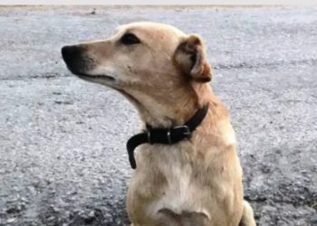 Κρήτη: Πυροβόλησαν και σκότωσαν σκυλάκι έξω από το σπίτι του