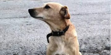 Alldaynews.gr Κρήτη: Πυροβόλησαν και σκότωσαν σκυλάκι έξω από το σπίτι του