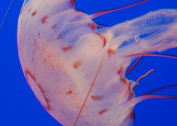 Τσίμπημα από τσούχτρα: Τι να κάνετε αμέσως–Πώς φεύγει ο πόνος