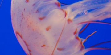 Alldaynews.gr Τσίμπημα από τσούχτρα: Τι να κάνετε αμέσως–Πώς φεύγει ο πόνος