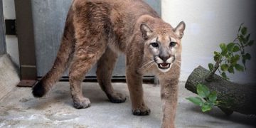 Alldaynews.gr πούμα