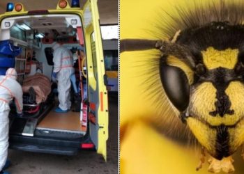 Τραγωδία: Την τσίμπησε μέλισσα και πέθανε λίγα λεπτά μετά