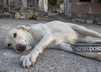 Σεισμός στο Ηράκλειο: Ένας σκύλος τριγυρνά μόνος στα ερείπια[photos]