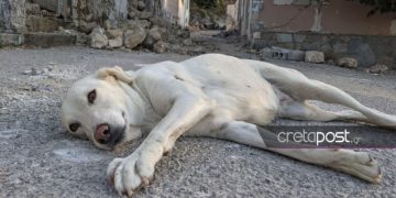 Σεισμός στο Ηράκλειο: Ένας σκύλος τριγυρνά μόνος στα ερείπια[photos]