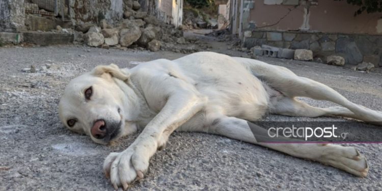 Σεισμός στο Ηράκλειο: Ένας σκύλος τριγυρνά μόνος στα ερείπια[photos]