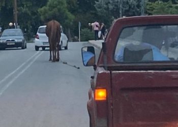 Λάρισα: Άλογο βολτάρει μόνο του αμέριμνο ανάμεσα από τα αυτοκίνητα[video]