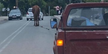 Λάρισα: Άλογο βολτάρει μόνο του αμέριμνο ανάμεσα από τα αυτοκίνητα[video]