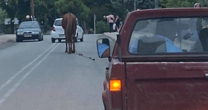Λάρισα: Άλογο βολτάρει μόνο του αμέριμνο ανάμεσα από τα αυτοκίνητα[video]