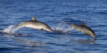 Alldaynews.gr Δελφίνια έσωσαν 24χρονο κολυμβητή που ήταν αγνοούμενος για 14 ώρες