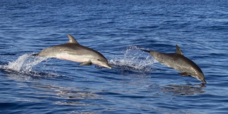 Alldaynews.gr Δελφίνια έσωσαν 24χρονο κολυμβητή που ήταν αγνοούμενος για 14 ώρες