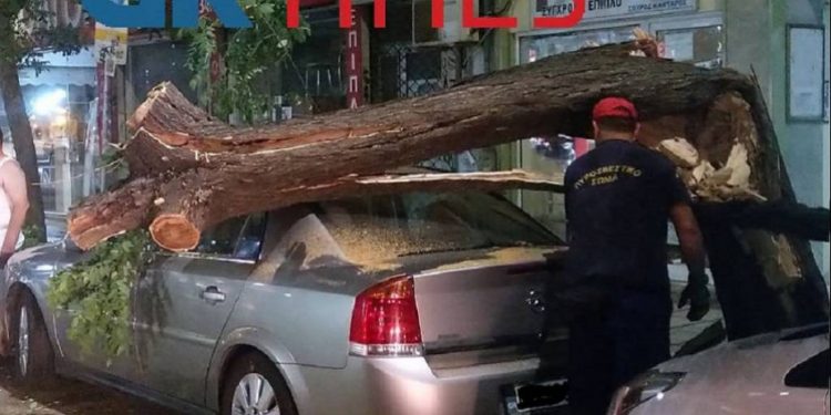 Alldaynews.gr Δέντρο έπεσε σε ΙΧ στο κέντρο της Θεσσαλονίκης – Λαχτάρισε ο ιδιοκτήτης του (φωτο, vid)
