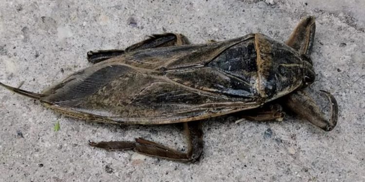 Τρόμος στην Ελλάδα απο το σαρκοφάγο εντόμο-Ο γιγάντιος και δηλητηριώδης Λιθόκερος εμφανίστηκε στην Λάρισα