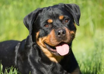 Φρίκη στη Ρόδο: Πίεζε τη σύζυγό του να έρθει σε ερωτική επαφή με τον σκύλο του