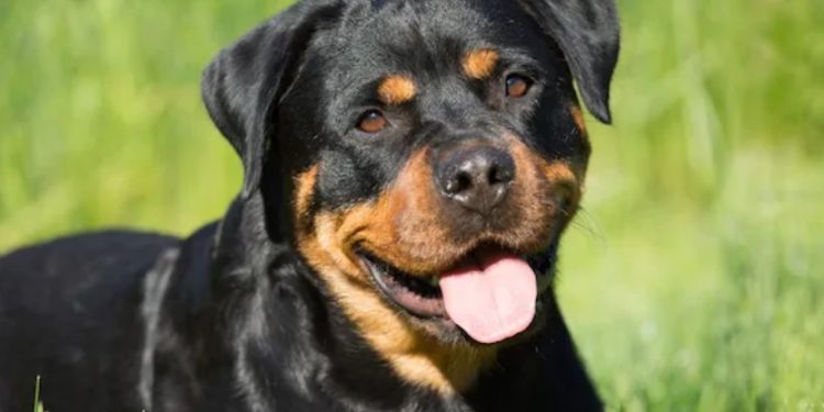 Alldaynews.gr Φρίκη στη Ρόδο: Πίεζε τη σύζυγό του να έρθει σε ερωτική επαφή με τον σκύλο του