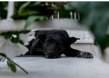 Μίκης Θεοδωράκης: «Βράχος» η Μυρτώ-Θλιμμένη στο πλατύσκαλο ψάχνει το αφεντικό της