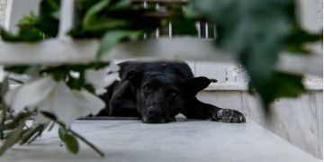 Alldaynews.gr Μίκης Θεοδωράκης: «Βράχος» η Μυρτώ-Θλιμμένη στο πλατύσκαλο ψάχνει το αφεντικό της