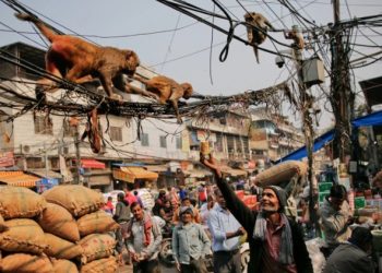 Μαϊμού πέταξε τούβλο από τον 2ο όροφο και σκότωσε άνδρα που τον πέτυχε στο κεφάλι