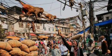 Μαϊμού πέταξε τούβλο από τον 2ο όροφο και σκότωσε άνδρα που τον πέτυχε στο κεφάλι