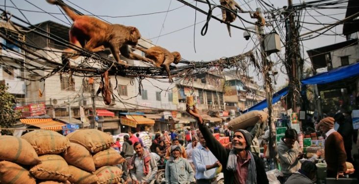 Μαϊμού πέταξε τούβλο από τον 2ο όροφο και σκότωσε άνδρα που τον πέτυχε στο κεφάλι