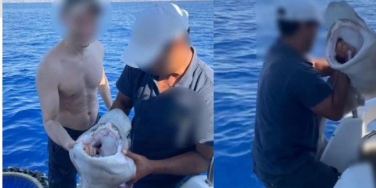 Alldaynews.gr Σάλος με κακοποίηση καρχαρία στην Κύπρο: Τον έπιασαν από τα βράγχια, τον μάτωσαν και έβγαλαν selfies