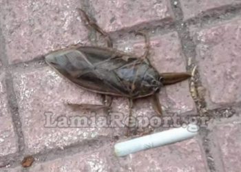 Alldaynews.gr Το δηλητηριώδες έντομο που αυξάνεται και στην Ελλάδα-Που εμφανίζεται