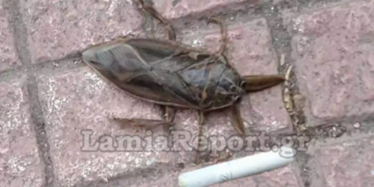 Alldaynews.gr Το δηλητηριώδες έντομο που αυξάνεται και στην Ελλάδα-Που εμφανίζεται