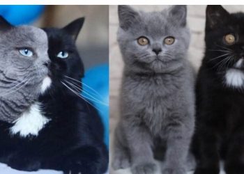 Γάτος Με Δίχρωμο Πρόσωπο Γίνεται Μπαμπάς Γατιών Που Το Καθένα Έχει Ένα Από Τα Χρώματά Του