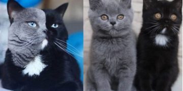 Alldaynews.gr Γάτος Με Δίχρωμο Πρόσωπο Γίνεται Μπαμπάς Γατιών Που Το Καθένα Έχει Ένα Από Τα Χρώματά Του