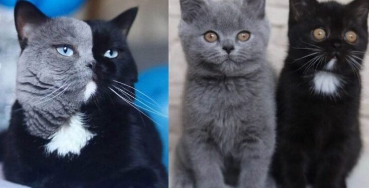 Alldaynews.gr Γάτος Με Δίχρωμο Πρόσωπο Γίνεται Μπαμπάς Γατιών Που Το Καθένα Έχει Ένα Από Τα Χρώματά Του