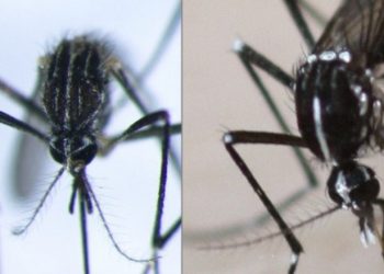 Πόσο απειλητικό είναι το κορεάτικο κουνούπι που μπορεί να έρθει στην Ελλάδα;