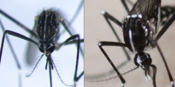 Πόσο απειλητικό είναι το κορεάτικο κουνούπι που μπορεί να έρθει στην Ελλάδα;