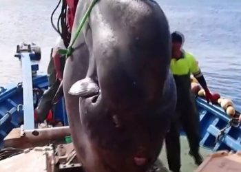 Έβγαλαν ψάρι – μαμούθ… με γερανό – Οι εξωφρενικές διαστάσεις του[video]