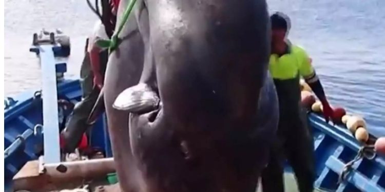 Έβγαλαν ψάρι – μαμούθ… με γερανό – Οι εξωφρενικές διαστάσεις του[video]