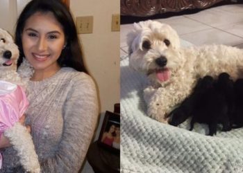 2 Λευκά Σκυλιά Έφεραν Στον Κόσμο Μαύρα Κουταβάκια Και Όλοι Υποψιάζονται Την Μαμά