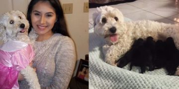 Alldaynews.gr 2 Λευκά Σκυλιά Έφεραν Στον Κόσμο Μαύρα Κουταβάκια Και Όλοι Υποψιάζονται Την Μαμά