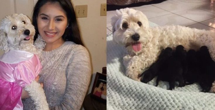 Alldaynews.gr 2 Λευκά Σκυλιά Έφεραν Στον Κόσμο Μαύρα Κουταβάκια Και Όλοι Υποψιάζονται Την Μαμά