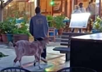 Ραφήνα: Έβγαλε βόλτα την κατσίκα στην κεντρική πλατεία![photo]
