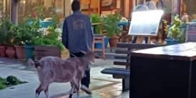 Ραφήνα: Έβγαλε βόλτα την κατσίκα στην κεντρική πλατεία![photo]