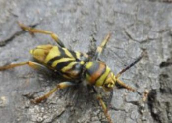 Xylotrechus chinensis: Το  έντομο που απειλεί σοβαρά την Αθήνα
